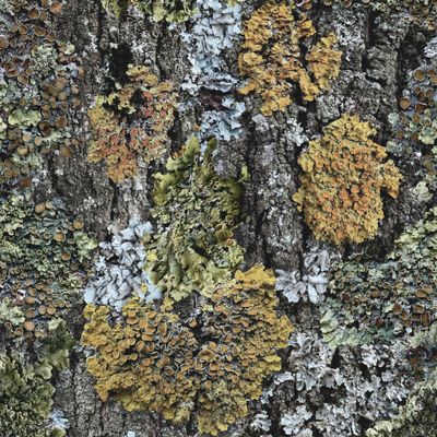 Кора с лишайниками Холодный