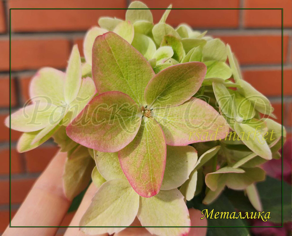 Гортензия метельчатая Металлика (Hydrangea paniculata `Metalica`)