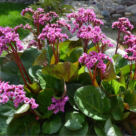 Бадан (Bergenia) cordifolia Rotblum