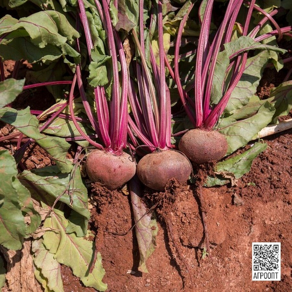 Цеппо F1 семена свеклы (Rijk Zwaan / Райк Цваан) в поле – фото 4