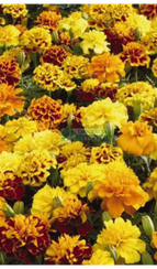 Бархатцы отклоненные LITTLE HERO MIX