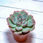 Echeveria Mystery (Эхеверия)