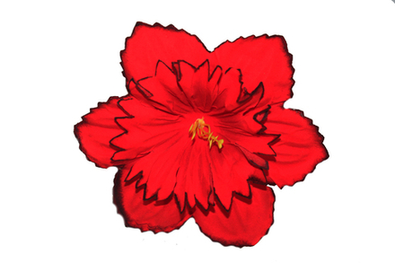 Нарцисс бархат с черным кантом