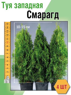 Туя западная Смарагд 4 шт.