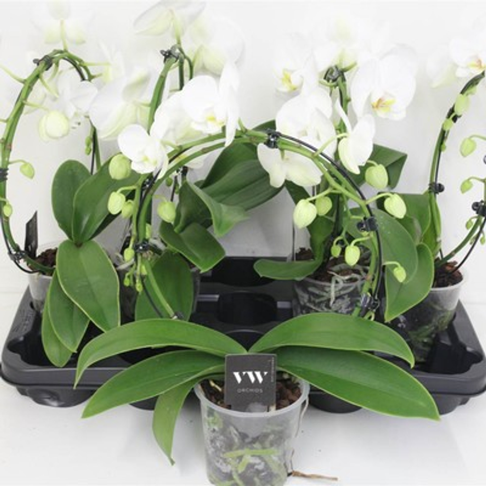 фаленопсис круг д. 12