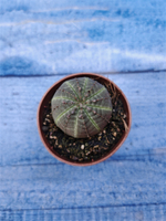 Euphorbia Obesa (Эуфорбия)