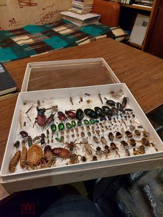 Коллекция "Семейства жуков"