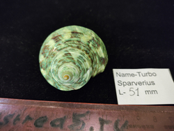 Турбо Спарвериус