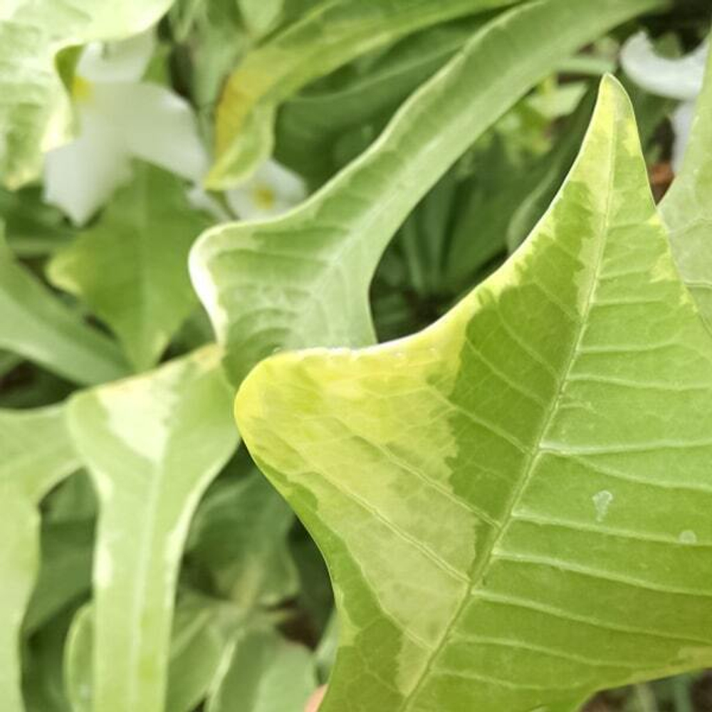 Плюмерия пудика VAR ARROW LEAF