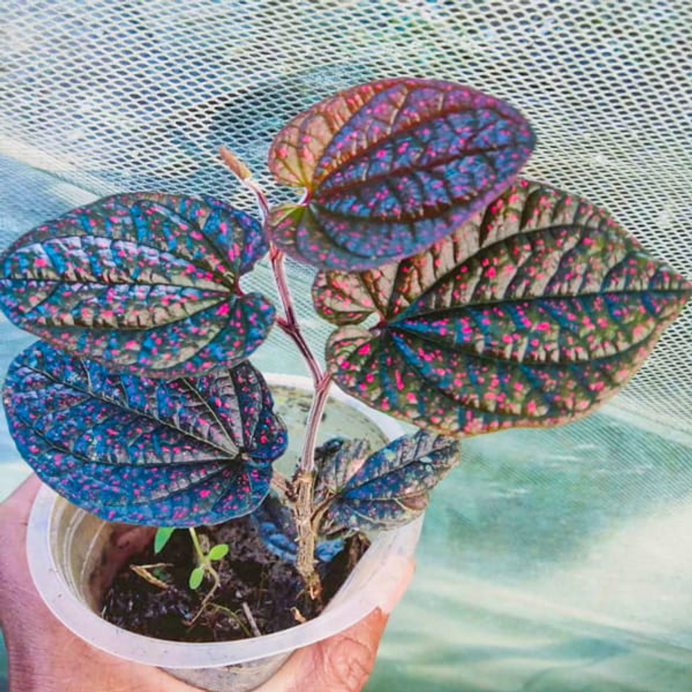 Перец 03 Папуа Розовые Звезды