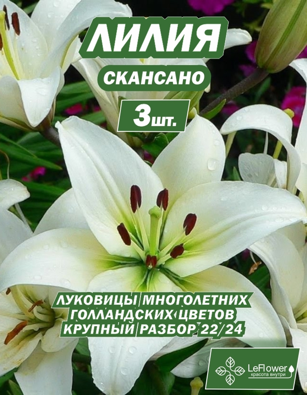 Луковичные цветы лилия Скансано, разбор 22/24, 3 шт