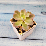 Echeveria Orpet (Эхеверия)