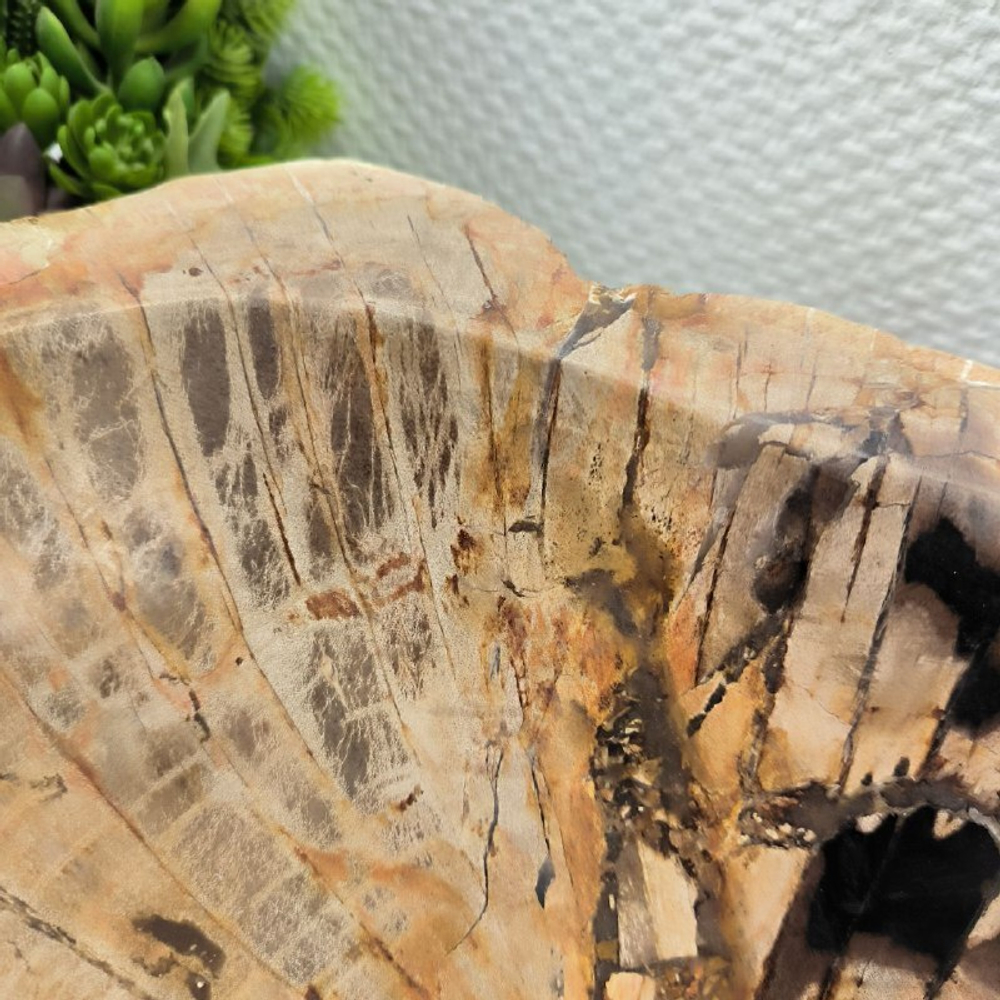 Раковина из окаменелого дерева FossilBasin OD-62121 48*38*15