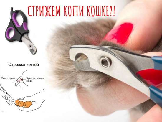 Нужно ли стричь когти кошке?