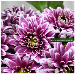 Хризантема кустовая Amethyst white 🌼 к.2 (отгрузка август - сентябрь 2025г)