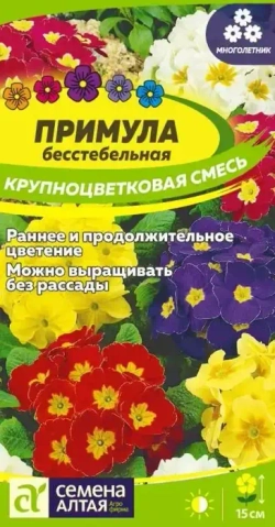 Примула Семена Алтая