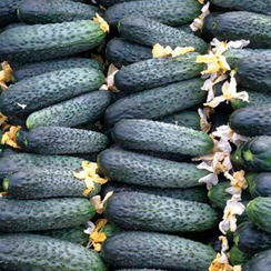 Мария F1 семена огурца партенокарпического (Sakata / Саката)