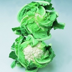 Борис F1 семена капусты цветной (Vilmorin / Вильморин)