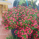 Эуфорбия Миля карликовая XMAS