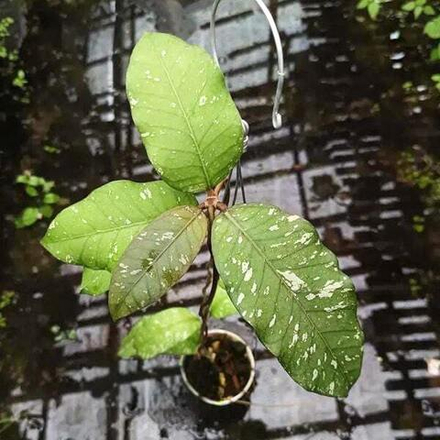 Хойя SP ACEH BUR PERLAK