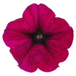 Петуния ампельная Саксесс Бургунди F1 (50др) Витагрин Профи