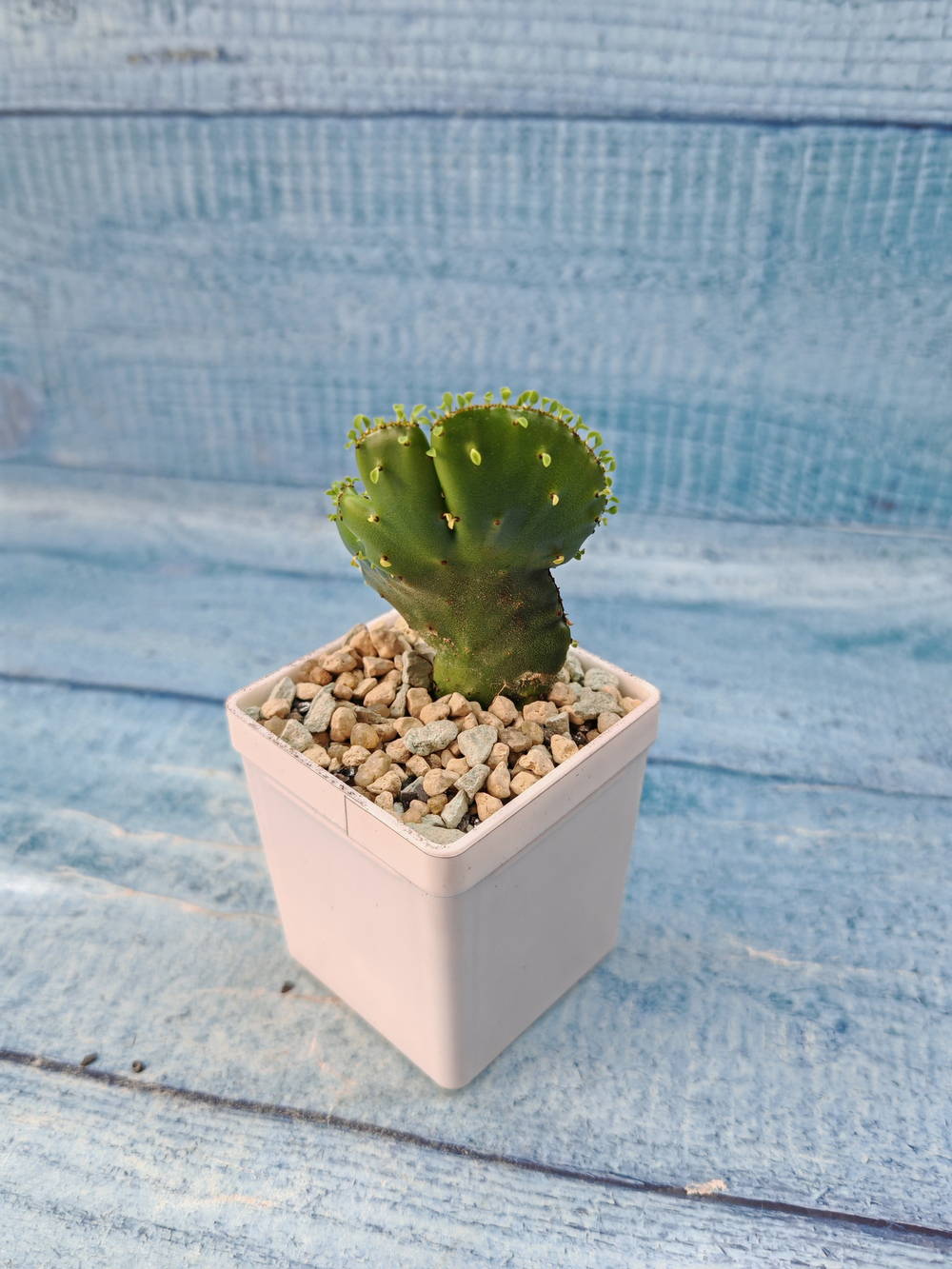 Euphorbia Leucodendron cristata (Эуфорбия)