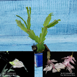 Schlumbergera Thor Wild Cactus White (Декабрист)