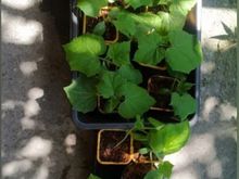 ПАСАЛИМО F1 семена огурца (Syngenta | Alexagro)