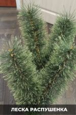 Ветка на крючке - хвоя леска