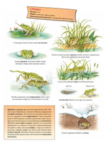 Животные и растения рек, озёр и морей. BIObook А. Толмачёва