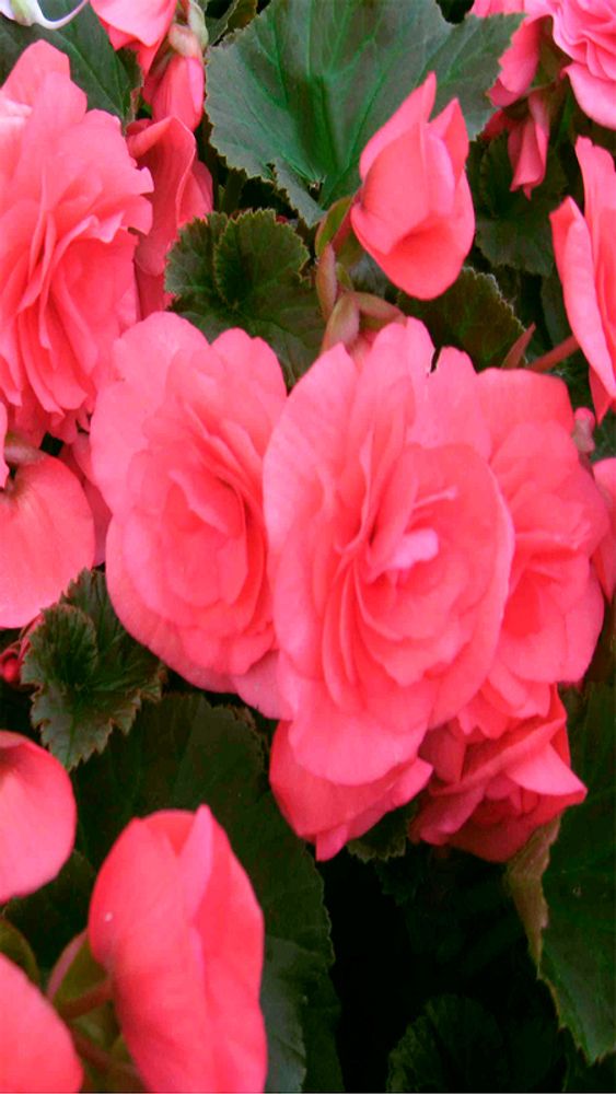 Бeгoния клубневая "ЖМ. Дaбл Пинк" 1шт, Нидерланды.