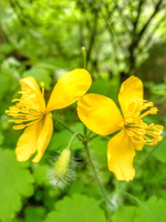 Чистотел (трава)