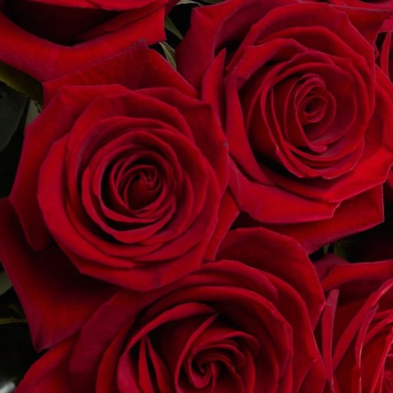 Роза Finally (плантация Tessa)