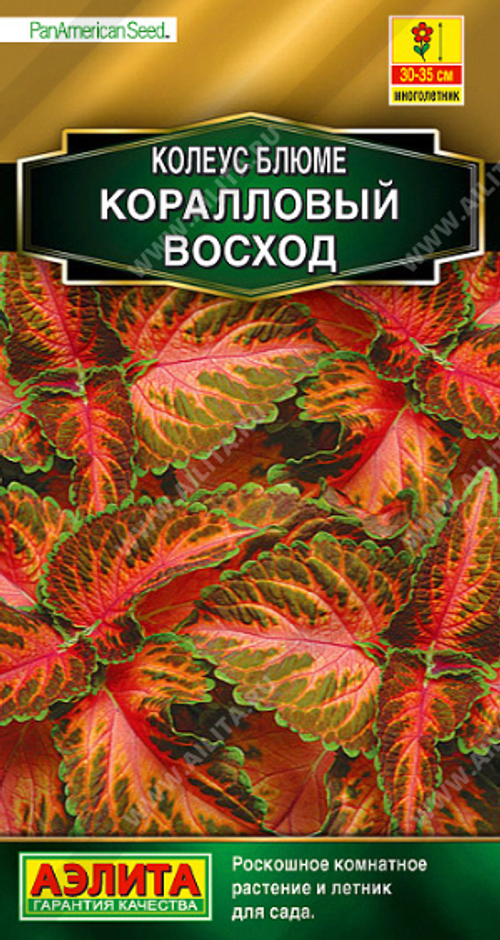 Колеус блюме Коралловый восход