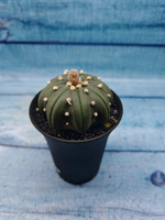 Astrophytum Asterias (Астрофитум)