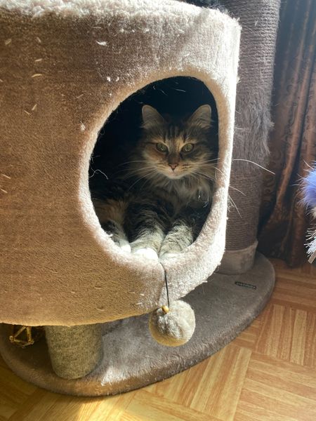 Чем старше кот - тем сложнее перевод. Часть первая.