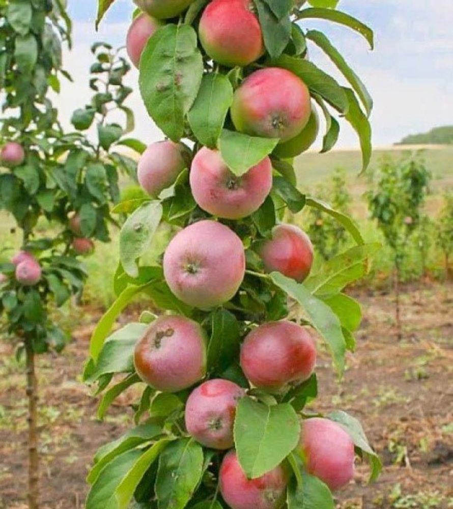 Яблоня колонновидная Августина