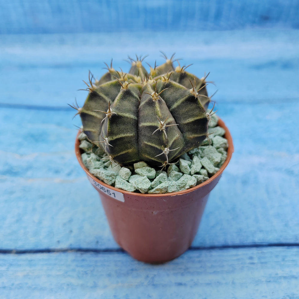 Gymnocalycium Friedrichii (Гимнокалициум)