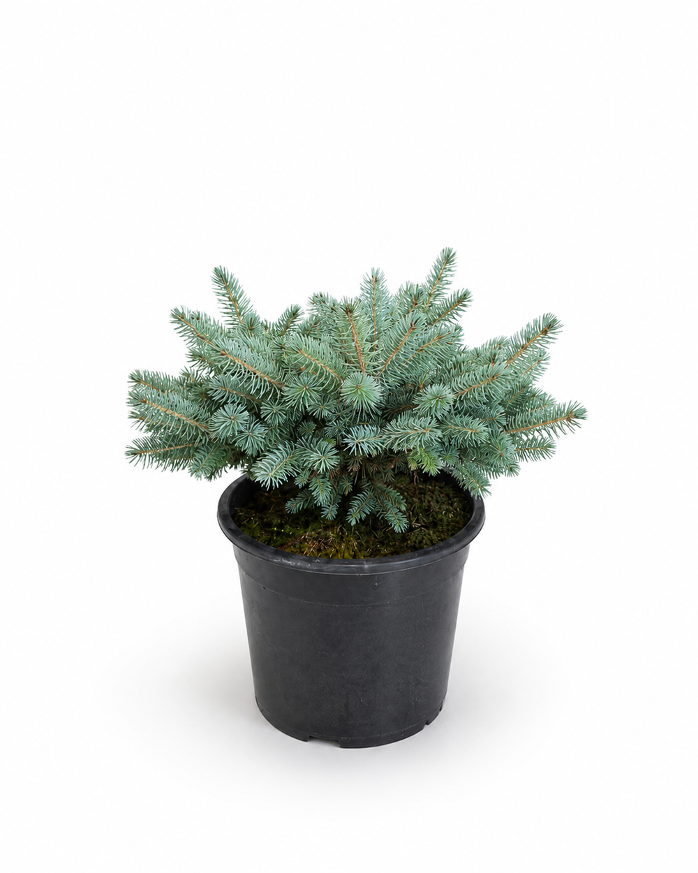 Ель "Glauca Globosa"
