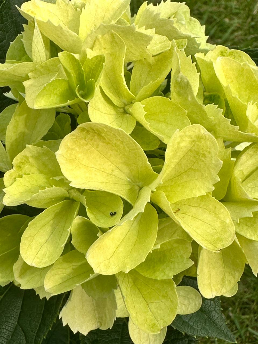 Гортензия метельчатая Пинк шейд (Hydrangea paniculata Pink Shade)