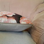 Декоративный гобеленовый чехол для интерьерной подушки Персидские котята ЮП 47х47