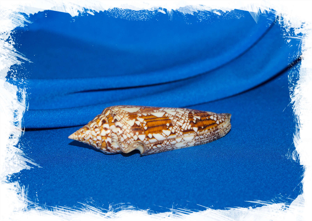 Конус бенгаленсис (Conus bengalensis)