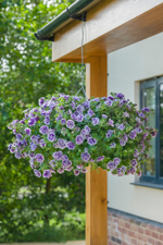 ЕВРО Петуния Tumbelina Priscilla Pro укорененный черенок ОКС март Koh