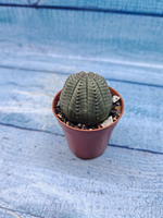 Euphoria Obesa (Эуфорбия)