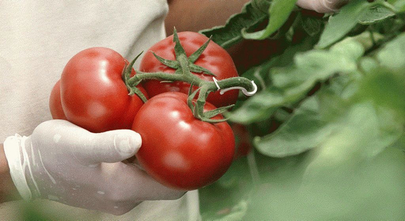 КОРВИНУС F1 семена томата Seminis отзывы – фото 3