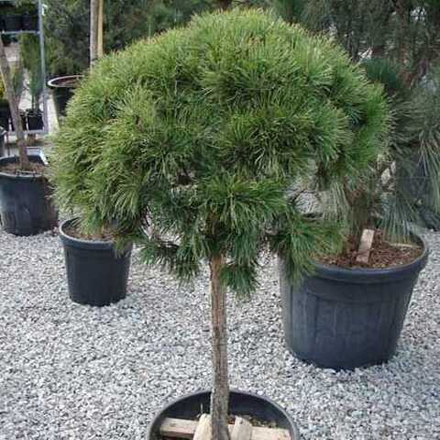 Сосна горная Мопс В+С20 Ра40-60