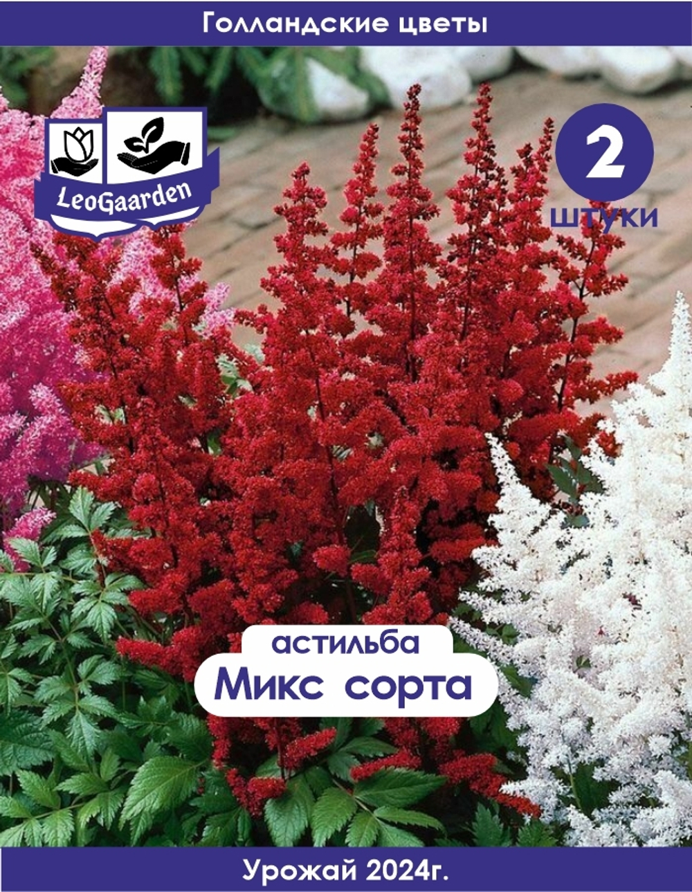 Корневище, Астильба микс сортов, 2шт