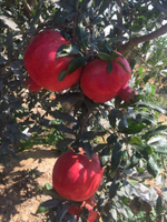 гранат из Египта