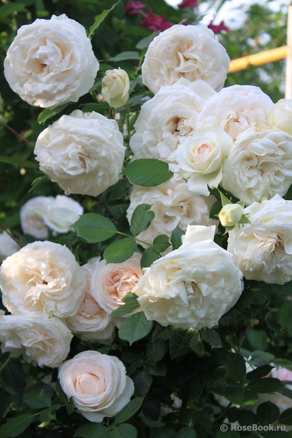 Пояль Рояль (Palais Royal)