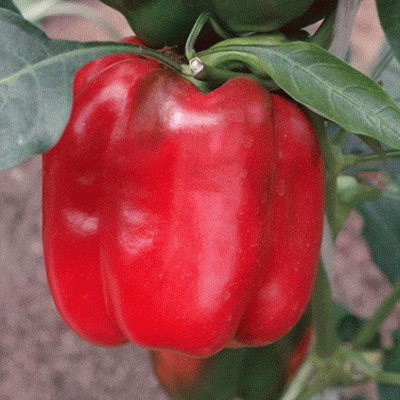 Рэд Найт F1 семена перца сладкого (Seminis /ALEXAGRO) отзывы – фото 4